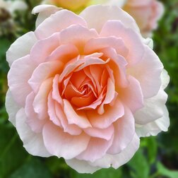 ���������� ���� �����-��������� ������ �����  