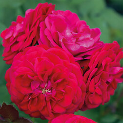 ���������� ���� ���������� ����� ����  