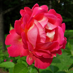 ���������� ���� �������� ����� �������  