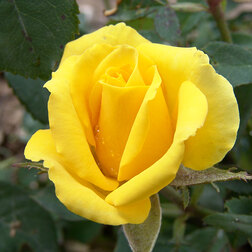 ���������� ���� �����-��������� �������  