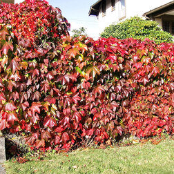 ���������� �������� ��������������� (�������������) ������� ��������  