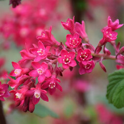 ���������� ��������� �������-������� ���� ������ VII  