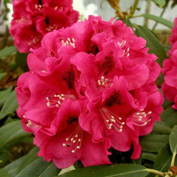 ���������� ����������� ��������� ������� �����  