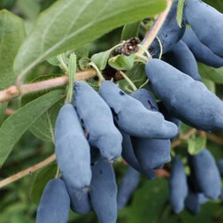 ���������� ��������� ��������� �������  