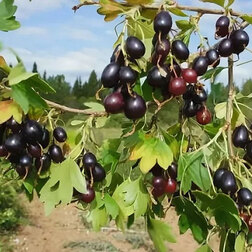 ���������� ��������� ���������� ���������  