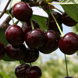 ���������� ����� (���) �����-2 (������ ����� �����������) (� �����)  