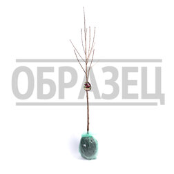 ���������� ����� (���) ��������� (������ ����� �����������) (� �����)  