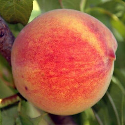 ���������� ������ ������������� (����������) ������� (������ �����) (� �����)  