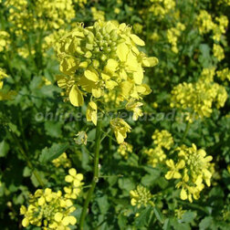 ���������� ������� ����� ���������  