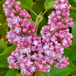 ���������� ������ ������������ ���� �� �����  