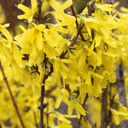 ���������� �������� ������������� ������ ������  