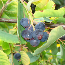 ���������� ���� ������������ �����  