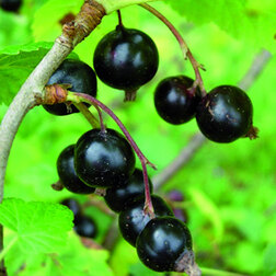 ���������� ��������� ������ ������  