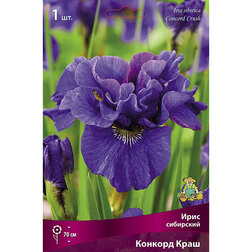 ���������� ���� ��������� ������� ����  