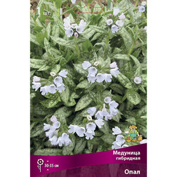 ���������� �������� ��������� ����  