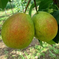 ���������� ����� ��������� �����������  