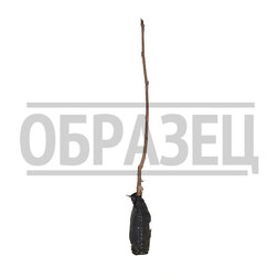 ���������� ������ �����  