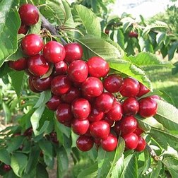 ���������� ������� �����  