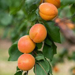 ���������� ������� �������� (� �����)  