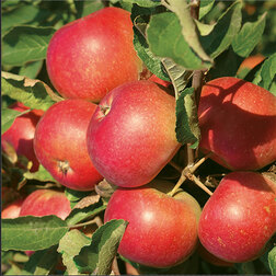 ���������� ������ ������������� �������� (������ 54-118 ��������������) (� �����)  