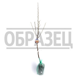 ���������� ����� ��������� (2-� ���) (� �����)  