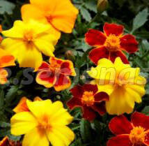 ���������� �������� ����������� ����� ���� (1 ��-1000 ��) ���������������� ������  