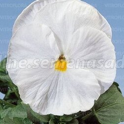 ���������� ����� ��������������� ����� ���� ���� (1��-1000��) (�����)  