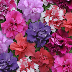 ���������� ������� �������� ��� ���� (1��-1000�����)  