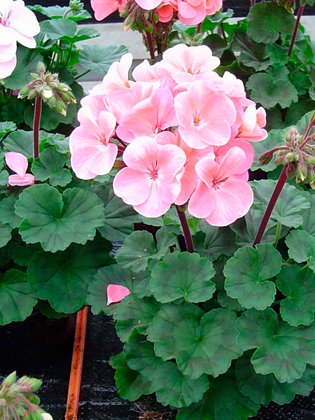 ���������� ������ SEEDSPOST ���������� ��������� ���� ���������� F1, 5 ��. Hem Genetics ������� ������  