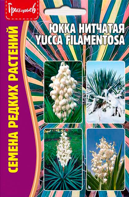 ���������� ������ ��������� ���� �������� (Yucca filamentosa), 15 ��. ������ ������ ��������  
