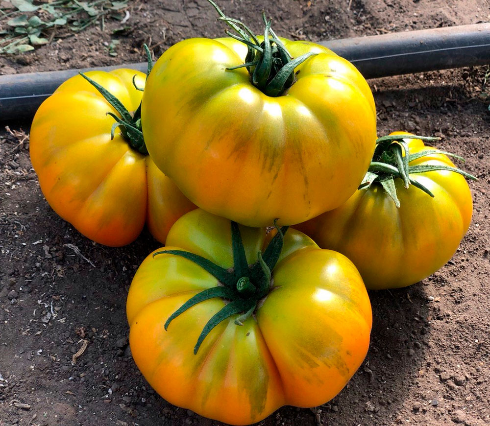 ���������� ������ SEEDSPOST ����� ����� ��� F1, 3 ��. Yuksel ������� ������  