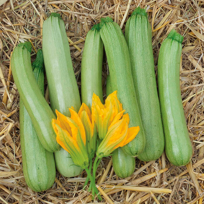 ���������� ������ SEEDSPOST ������� ������ F1, 5 ��. ������� ���� Nunhems  