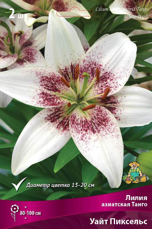 ���������� ���������� �������� ����� ��������� ����� ��������� ����� ���� �������C, 2 ��.  