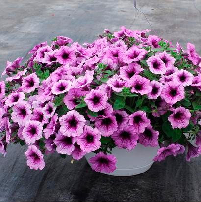 ���������� ������ SEEDSPOST ������� ��������� ��� ���� (Easy Wave) ���� ���� F1, 5 ��. PanAmerican ������� ������  