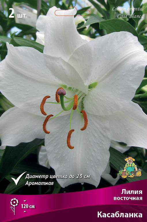 ���������� ���������� �������� ����� ��������� ����� ��������� ����������, 2 ��.  