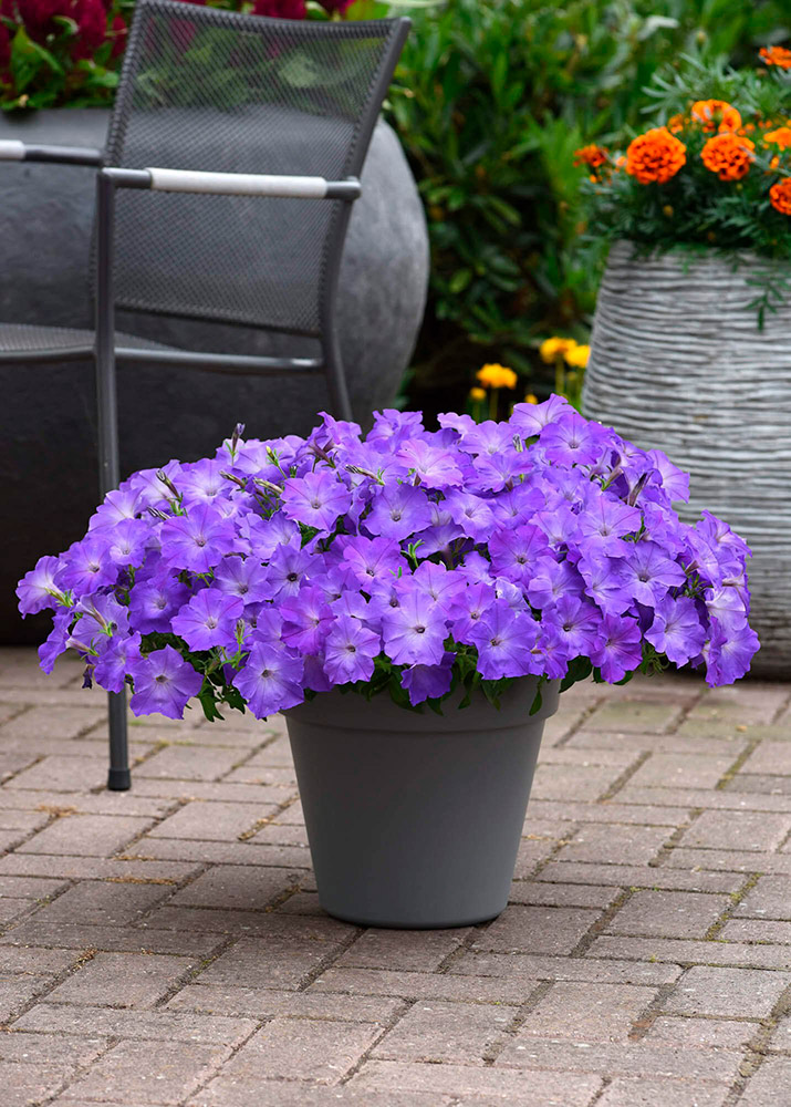 ���������� ������ SEEDSPOST ������� ��������� ��� ���� (Easy Wave) ������� ���� ��� F1, 5 ��. PanAmerican ������� ������  