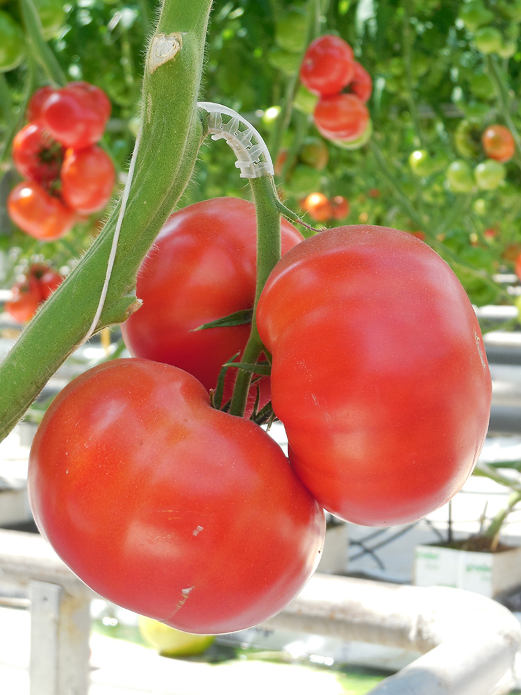 ���������� ������ Elite Seeds ����� ������ F1 ���� ����, 20 ��. ���������������� ��������  