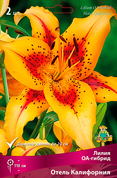 ���������� ���������� �������� ����� ��������� ����� ��-������ ����� ����������, 2 ��.  