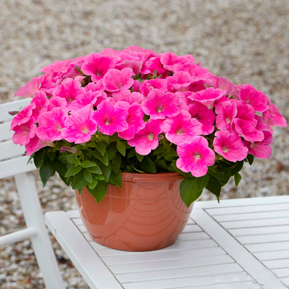 ���������� ������ SEEDSPOST ������� ��������� �3 ��� ���� (E3 Easy Wave) ���� ����� F1, 5 ����� PanAmerican ������� ������  