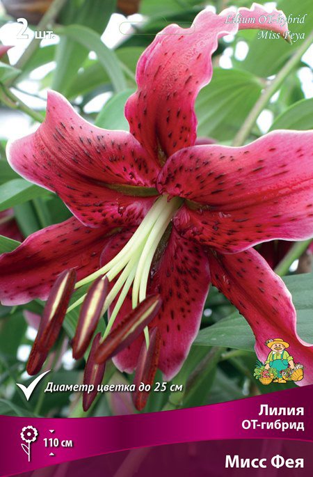 ���������� ���������� �������� ����� ��������� ����� ��-������ ���� ���, 2 ��.  