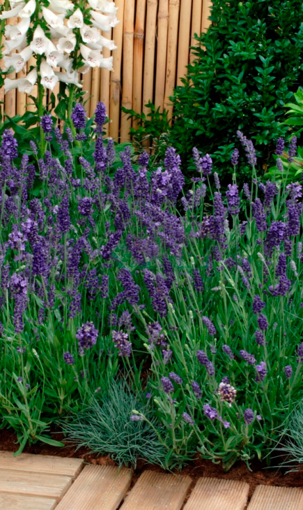 ���������� ������ SEEDSPOST ������� ������������� �������� �����, 5 ��. PanAmerican ������� ������  