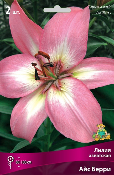 ���������� ���������� �������� ����� ��������� ����� ��������� ��� �����, 2 ��.  