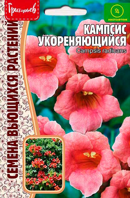     (Campsis radicans), 20 .       , -, 