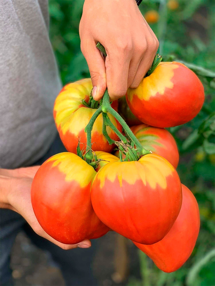 ���������� ������ ���� ������ ����� ���� ����, 5 ��.  