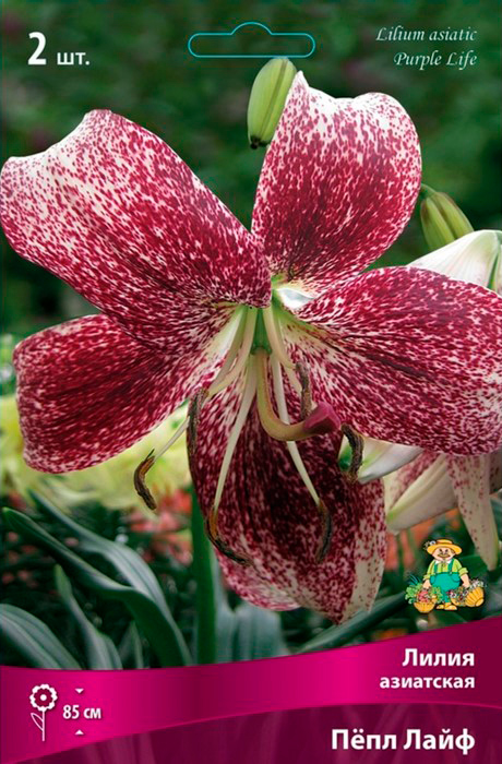 ���������� ���������� �������� ����� ��������� ����� ��������� Ϩ�� ����, 2 ��.  