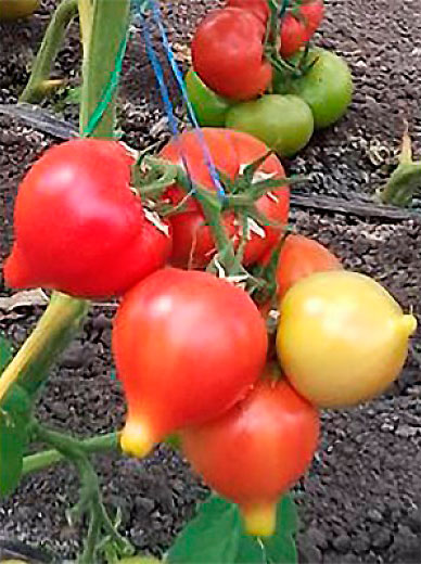 ���������� ������ ����� ������ ����� ������ F1, 5 ��.  