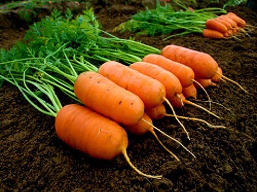 ���������� ������ ����� ������ ������� ���� F1, 0,5 �  