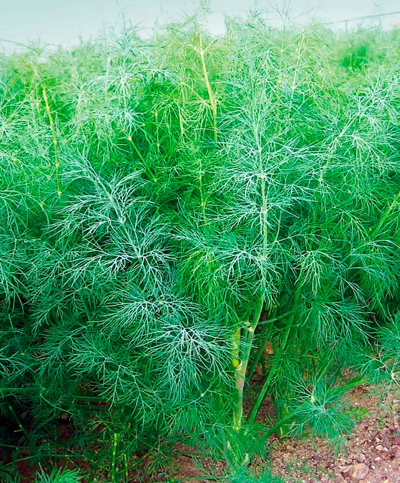 ���������� ������ ���� ������ ����� ��������, 1 �  