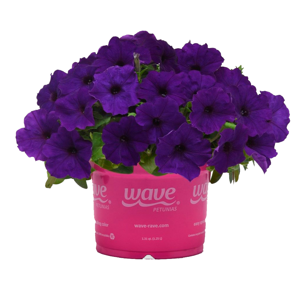 ���������� ������ SEEDSPOST ������� ��������� �3 ��� ���� (E3 Easy Wave) ��� F1, 5 ����� PanAmerican ������� ������  