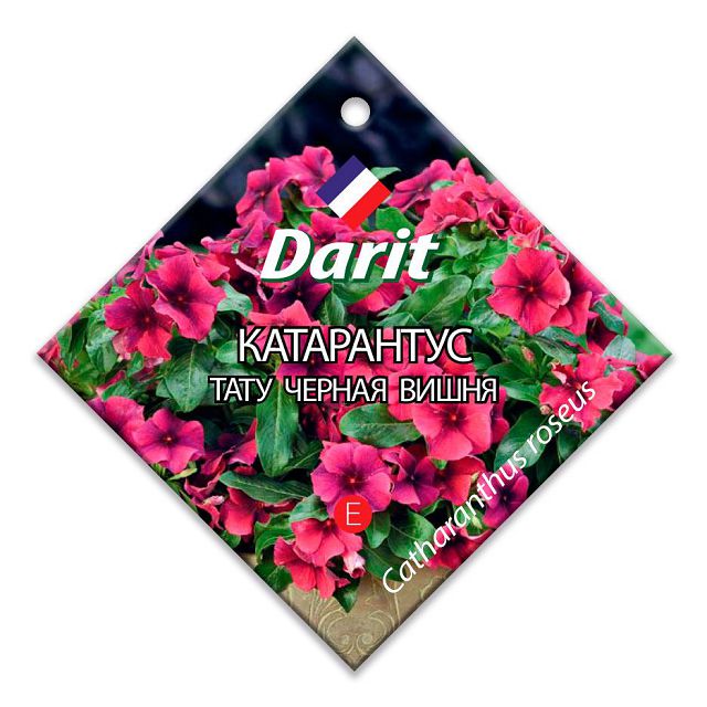 ���������� ������ ���������� ���� ������ ����� DARIT 5��  